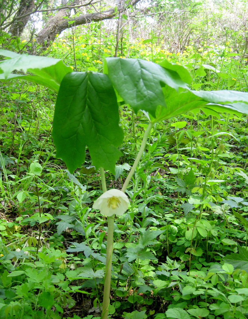 Podophyllum peltatum Qty 24 - Click Image to Close